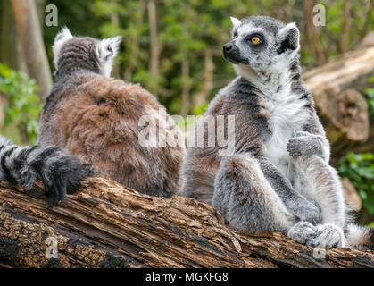 Gros plan de lémuriens à queue circulaire, Lemur catta, dans un zoo, Royaume-Uni Banque D'Images