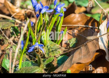 La récolte du miel d'Abeille vole sur une grande étoile hyacinth Banque D'Images