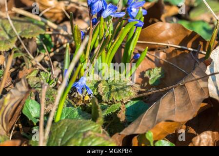 La récolte du miel d'Abeille vole sur une grande étoile hyacinth Banque D'Images