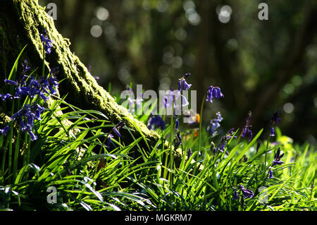 Les images prises en bois Bluebell, Clanfield, Hampshire Banque D'Images