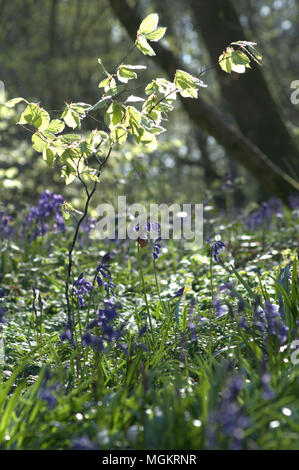 Les images prises en bois Bluebell, Clanfield, Hampshire Banque D'Images