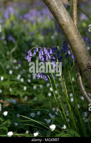 Les images prises en bois Bluebell, Clanfield, Hampshire Banque D'Images