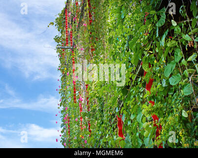 Superbe jardin vertical avec plantes grimpantes sur les fils sur l'extérieur d'une structure de bâtiment. Banque D'Images