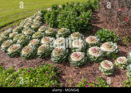 Plantes ornementales Kale dans Mercer Arboretum and Botanical Gardens au printemps, TX. Banque D'Images