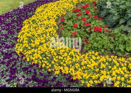 Viola Viola PENNY PENNY jaune et violet et rouge profond DIXIELAND Géranium fleur lit de Mercer Arboretum and Botanical Gardens au printemps, TX. Banque D'Images