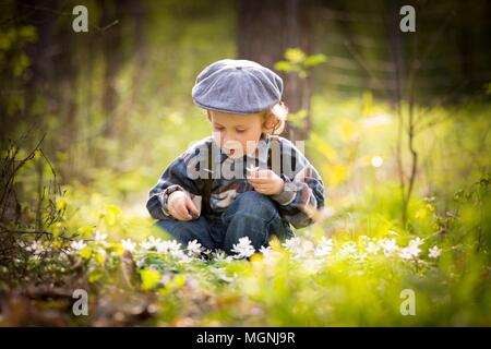 Petit Garçon jouant dans la forêt au printemps, cueillir des fleurs anémone blanche. Banque D'Images