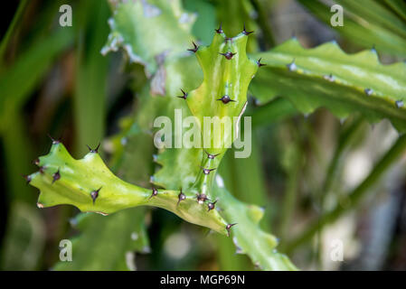 Succulentes Cactus dans le jardin close up Banque D'Images