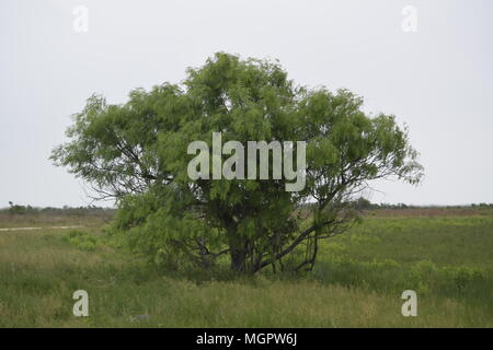 Le miel Mesquite Banque D'Images