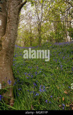 Une belle et pittoresque à mottistone bois bluebell localité proche sur l'île de Wight. Un tapis de fleurs de printemps qui couvre le sol de la forêt dans le bois Banque D'Images