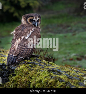Bois asiatique (OWL) d'oiseaux en captivité Banque D'Images