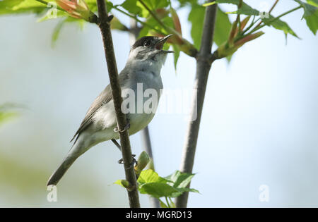 Une superbe femme Blackcap (Sylvia atricapilla) perché sur la branche d'un arbre le chant. Banque D'Images