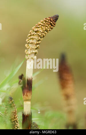 L'émergence d'une prêle (Equisetum arvense), souvent appelé queue de la mare par de plus en plus le côté d'une rivière dans le Royaume-Uni, au printemps. Banque D'Images