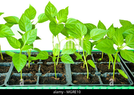 Les jeunes pousses de plants de poivrons dans un contenant spécial landing isolé sur fond blanc Banque D'Images