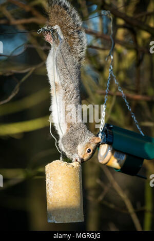 Effronté, voleur agile - faim écureuil gris tête en bas, le vol d'alimentation et d'un log de rognon mangeoire - garden, West Yorkshire, Angleterre, Royaume-Uni. Banque D'Images