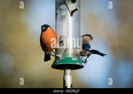 Deux bullfinches adultes mâles et femelles (paire) avec différentes caractéristiques et plumage, perché chaque côté de jardin mangeoire pour oiseaux - West Yorkshire, Angleterre. Banque D'Images