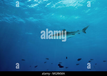 Requin tigre (Galeocerdo cuvier) nage dans l'eau bleue Banque D'Images