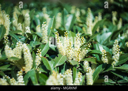 Beau papillon Bush, Byttneria ou des lilas, dans un jardin au printemps, selective focus Banque D'Images