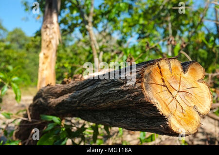 Couper arbre dans une forêt. Banque D'Images