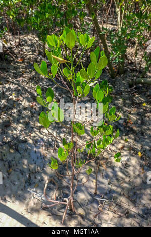 Forêt de mangrove à marée basse à East Point réserver dans Darwin, Territoire du Nord, Australie. Banque D'Images