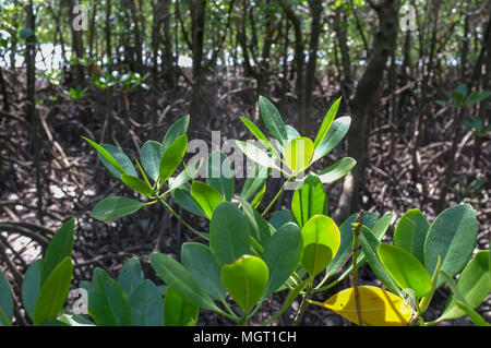 Forêt de mangrove à marée basse à East Point réserver dans Darwin, Territoire du Nord, Australie. Banque D'Images