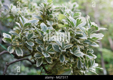 Euonymus japonicus, ou la fusée japonaise dans un jardin d'arbustes Banque D'Images