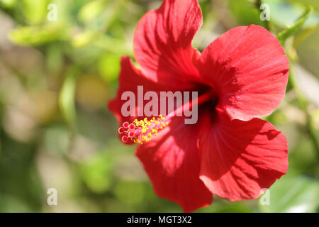 Gros plan de fleurs rose de Chine Banque D'Images