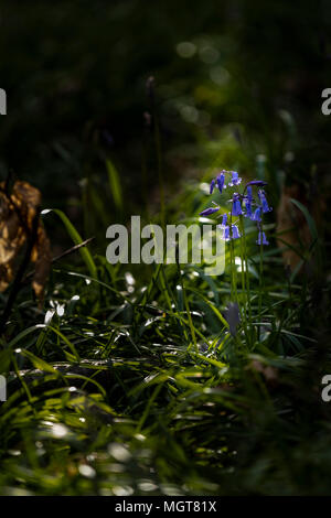 Début dans le Bluebells émergents Forêt de Dean, Gloucestershire. UK Banque D'Images