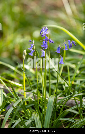 Début dans le Bluebells émergents Forêt de Dean, Gloucestershire. UK Banque D'Images