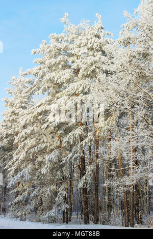 Paysage d'hiver enneigé et ensoleillé de la forêt Banque D'Images