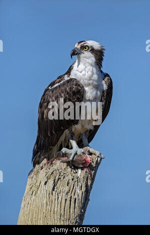 Balbuzard pêcheur - Pandion haliaetus, beau raptor manger du poisson pêché sur la rivière Herradura, Costa Rica. Banque D'Images