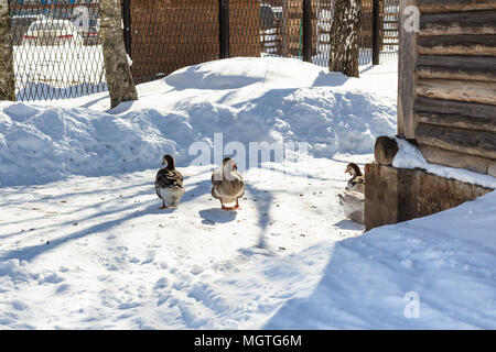 Canards sur cour couverte de neige de vieilles maisons en bois dans la ville de Souzdal en hiver dans l'oblast de Vladimir de Russie Banque D'Images