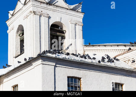 Les pigeons sur le toit de l'ancien clocher à Suzdal ville en hiver dans l'oblast de Vladimir de Russie Banque D'Images