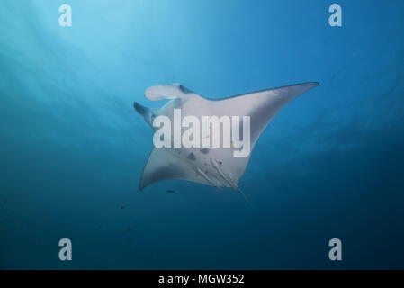 Raie Manta Reef (Mobula alfredi, Manta alfredi ) nager dans l'eau bleue Banque D'Images