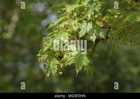 Acer platanoides 'Globosum' Banque D'Images