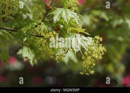 Acer platanoides 'Globosum' Banque D'Images
