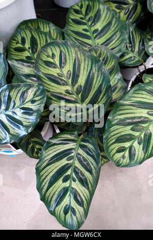 Calathea makoyana ou connu comme plante Paon Banque D'Images