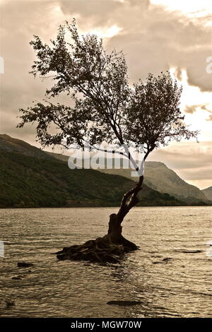 Seul arbre, le fameux arbre isolé, assis sur un tas de pierres sur les rives du Llyn Padarn. Entouré par le lac. Des collines, des montagnes, des nuages à l'arrière. Banque D'Images