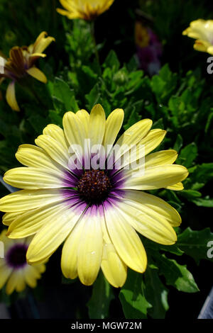 Osteospermum ecklonis ou également connu sous le nom de African daisy, Cape marigold Banque D'Images