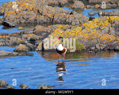 Tadorne de patauger dans la piscine de rochers à marée basse Banque D'Images