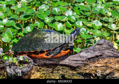 Ventre rouge Floride Cooter Banque D'Images