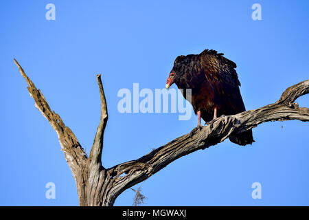 Vulture réchauffe dans le soleil du matin Banque D'Images