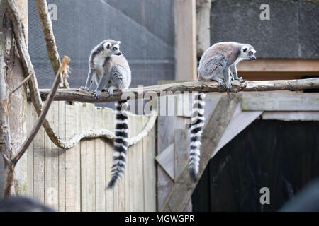 Les animaux utilisent superpuissances pour profiter des oeufs de Pâques à hunt citant ZSL London Zoo comprend : Lemur Où : London, Royaume-Uni Quand : 29 Mar 2018 Crédit : Phil Lewis/WENN.com Banque D'Images