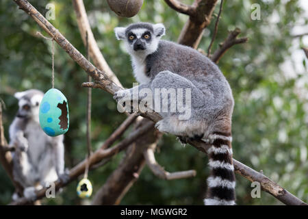 Les animaux utilisent superpuissances pour profiter des oeufs de Pâques à hunt citant ZSL London Zoo comprend : Lemur Où : London, Royaume-Uni Quand : 29 Mar 2018 Crédit : Phil Lewis/WENN.com Banque D'Images