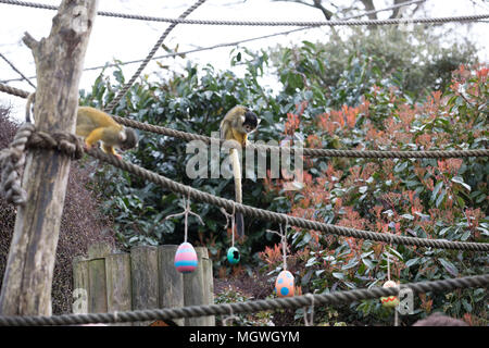 Les animaux utilisent superpuissances pour profiter des oeufs de Pâques à hunt citant ZSL London Zoo avec des singes : où : London, Royaume-Uni Quand : 29 Mar 2018 Crédit : Phil Lewis/WENN.com Banque D'Images