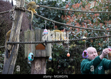 Les animaux utilisent superpuissances pour profiter des oeufs de Pâques à hunt citant ZSL London Zoo avec des singes : où : London, Royaume-Uni Quand : 29 Mar 2018 Crédit : Phil Lewis/WENN.com Banque D'Images