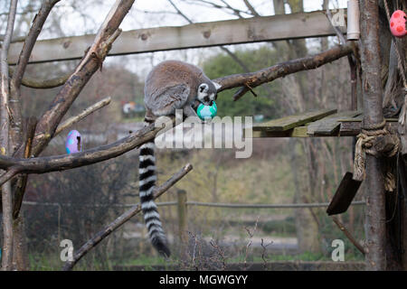 Les animaux utilisent superpuissances pour profiter des oeufs de Pâques à hunt citant ZSL London Zoo comprend : Lemur Où : London, Royaume-Uni Quand : 29 Mar 2018 Crédit : Phil Lewis/WENN.com Banque D'Images