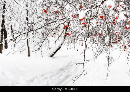 Arbre d'aubépine gelé plus de chemin en forêt de Timiryazevskiy park de Moscou dans la journée d'hiver couvert Banque D'Images