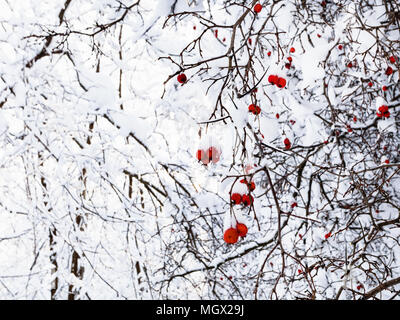 La neige gelée de fruits d'aubépine Timiryazevskiy sur arbre dans le parc forestier de la ville de Moscou en matin d'hiver ensoleillé Banque D'Images