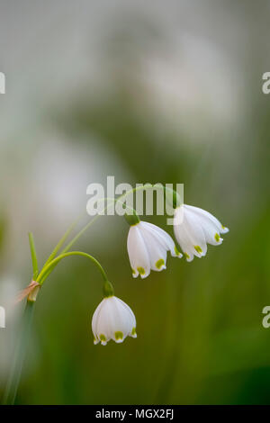 Snowdrop, commune (Galanthus nivalis) fleurs blanches délicates sur une tige verte. floraison au printemps. Photographié en Israël en mars Banque D'Images