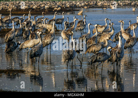 Gray Grues (Grus grus) photographiés à l'Agamon Hula Valley, lac, Israël, l'hiver Janvier Banque D'Images